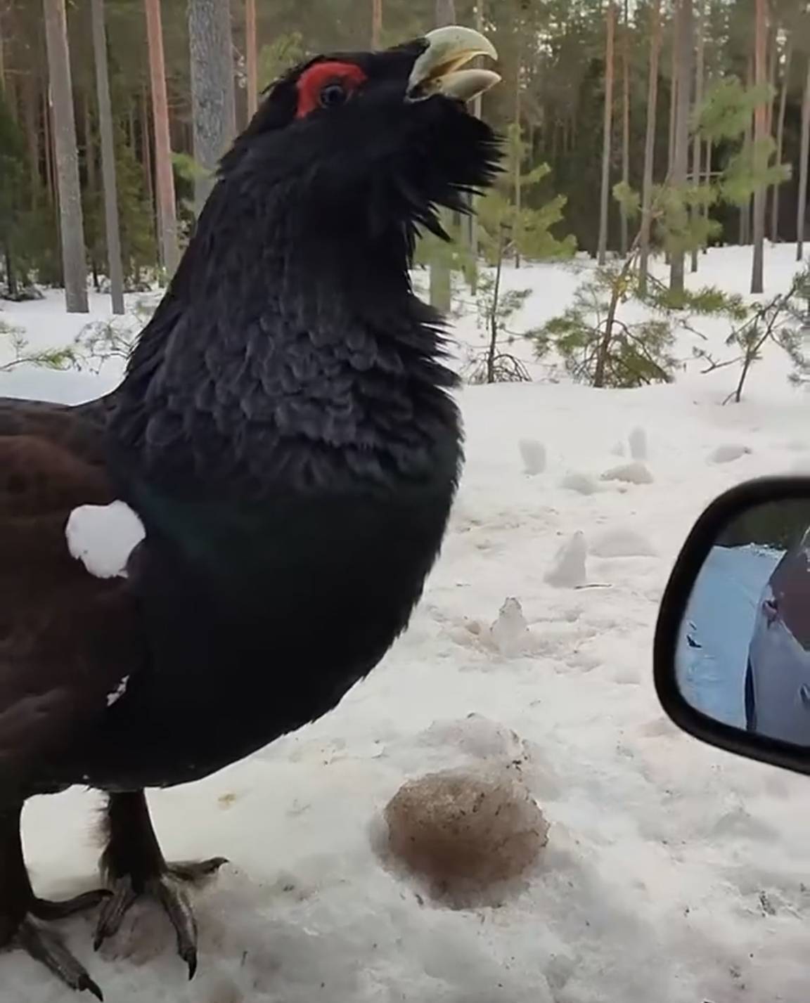 保护动物野鸡:瞧不起谁呐,一元?一口一年,不信你试试啊