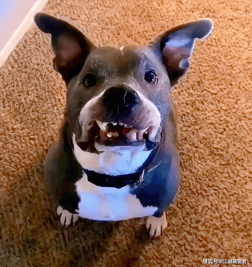 狗狗越是"生气",这7个表现就越是明显!