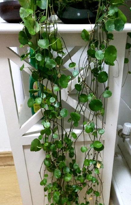 30年老花匠用1招,养出"帘状"铜钱草,比绿萝"瀑布"更好看!