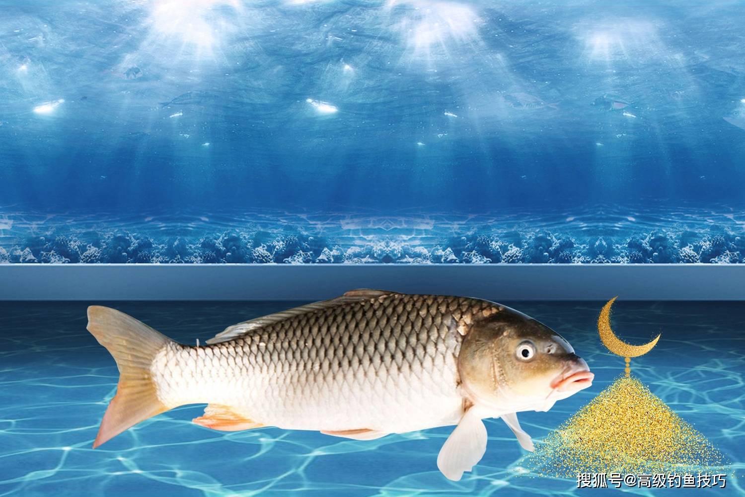 钓黑坑鲤鱼效果最好的小黄面具有4个特征