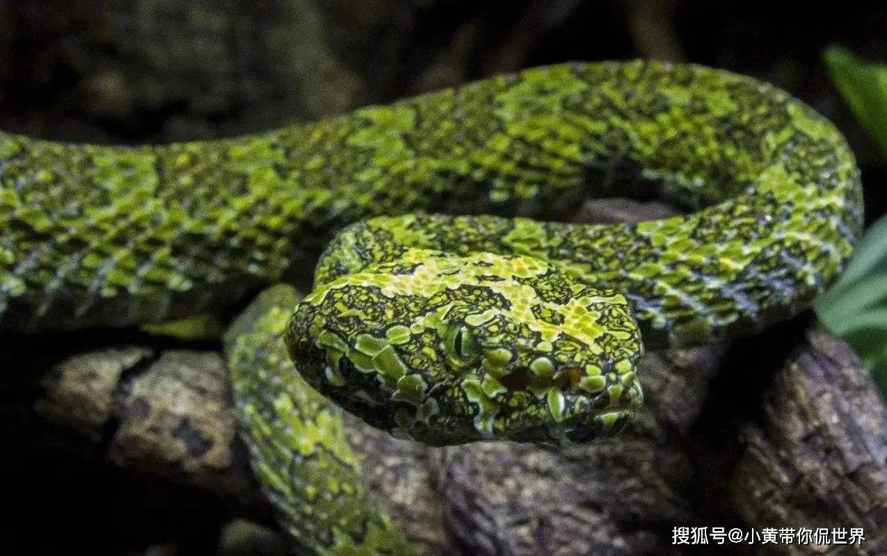 广东最多的十种毒蛇!看看你认识几种