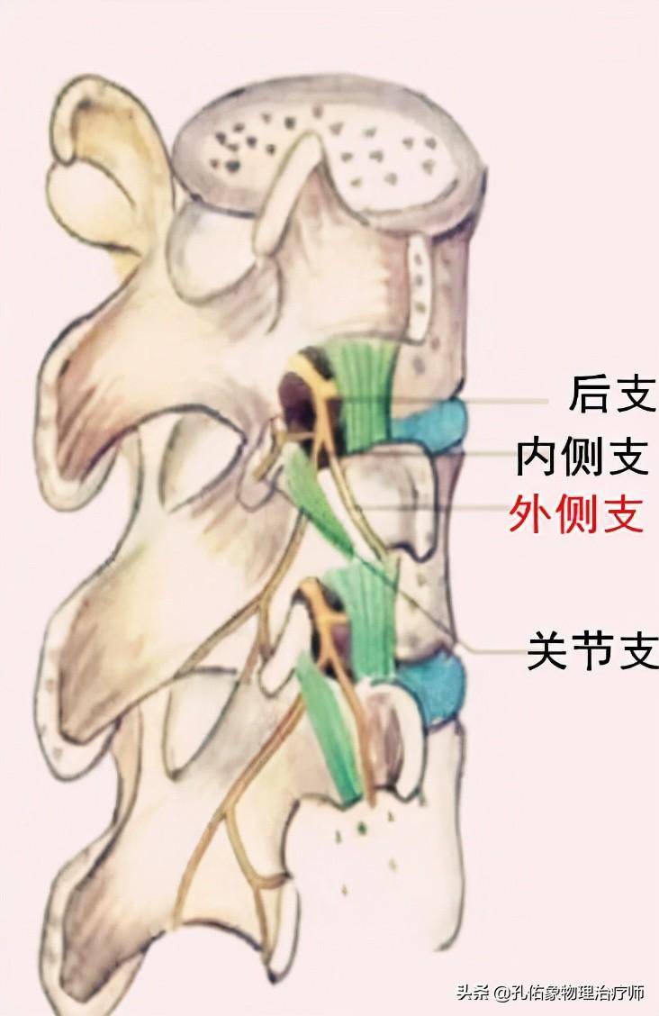 腰间盘指的哪个部位图片