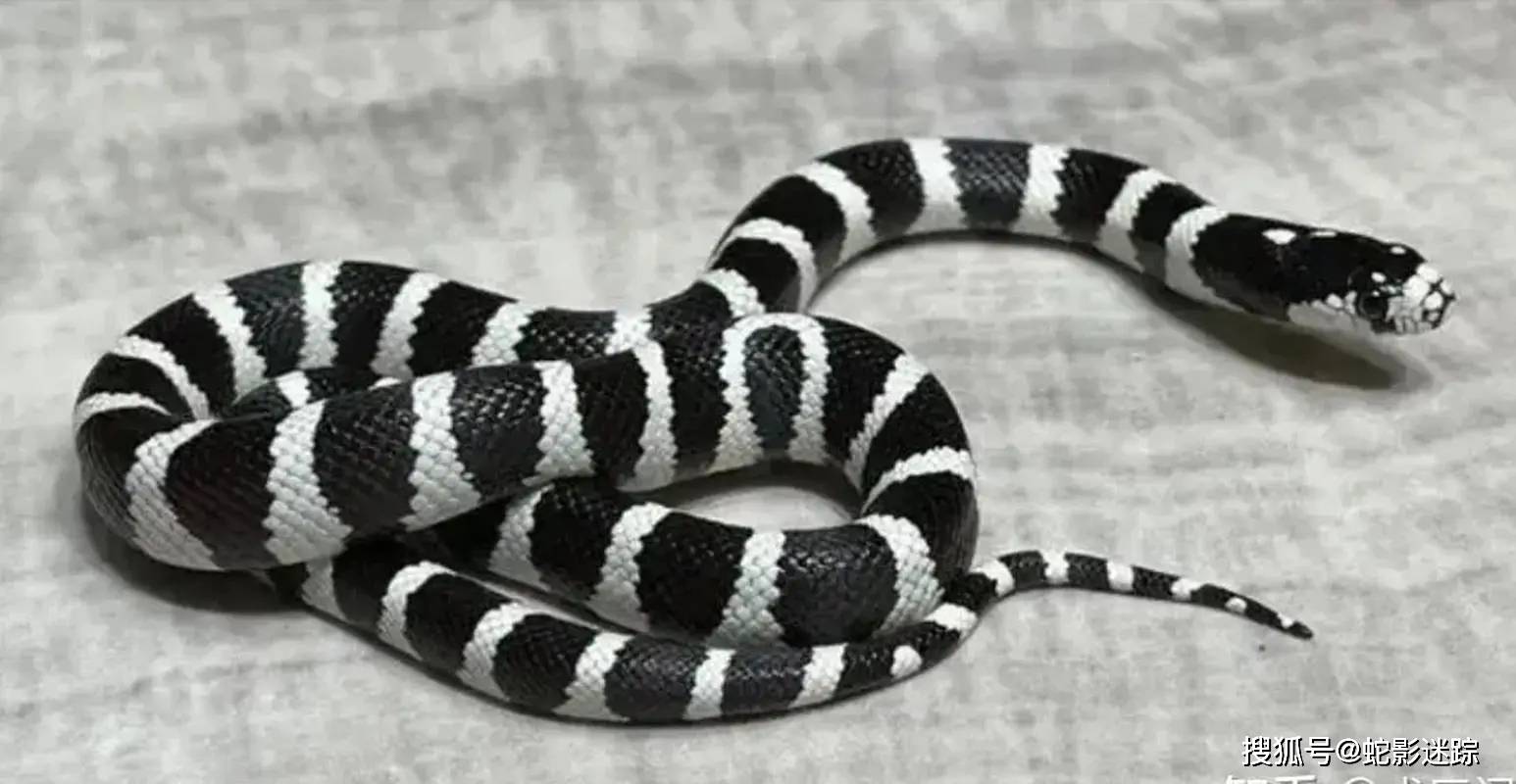 漳州市沈大伯熟睡时被蛇钻进被窝咬伤,该蛇毒性是眼镜王蛇的8倍