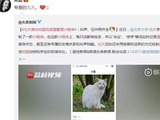 流浪猫建档案才是名副其实的北大！只是这些猫咪的画风有点不对劲