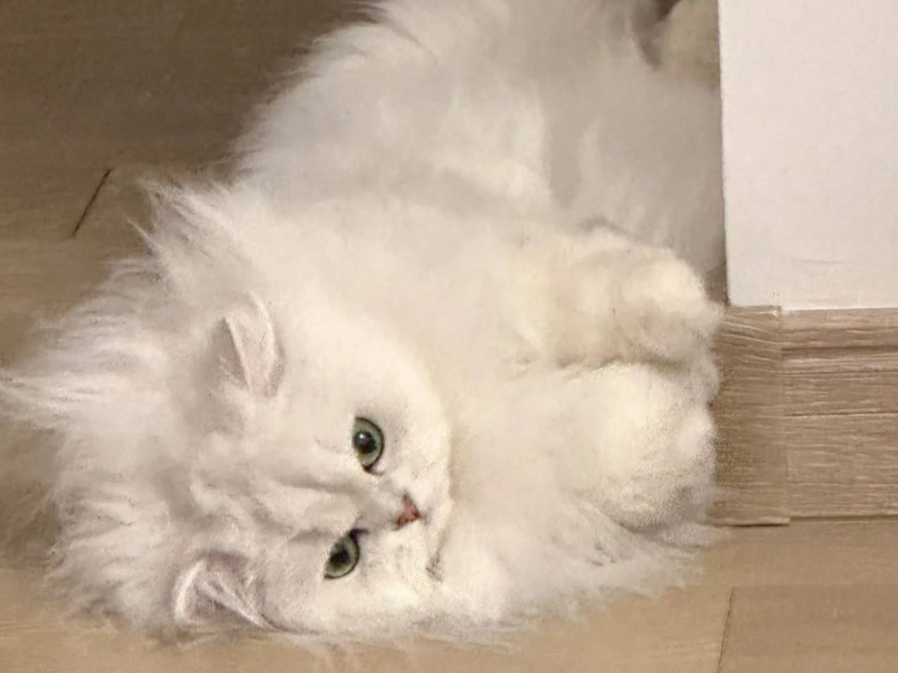 普安特兽药科普:猫界"人造公主"——金吉拉猫