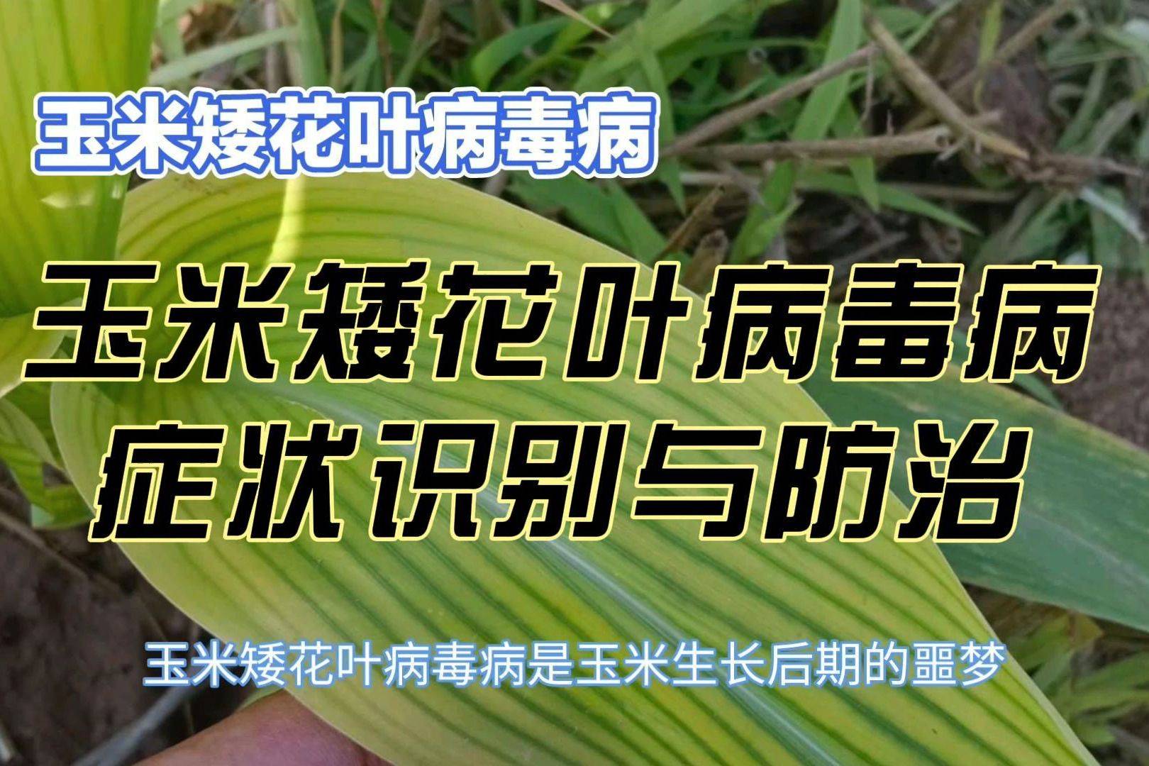 玉米矮花叶病毒病:症状识别与防治