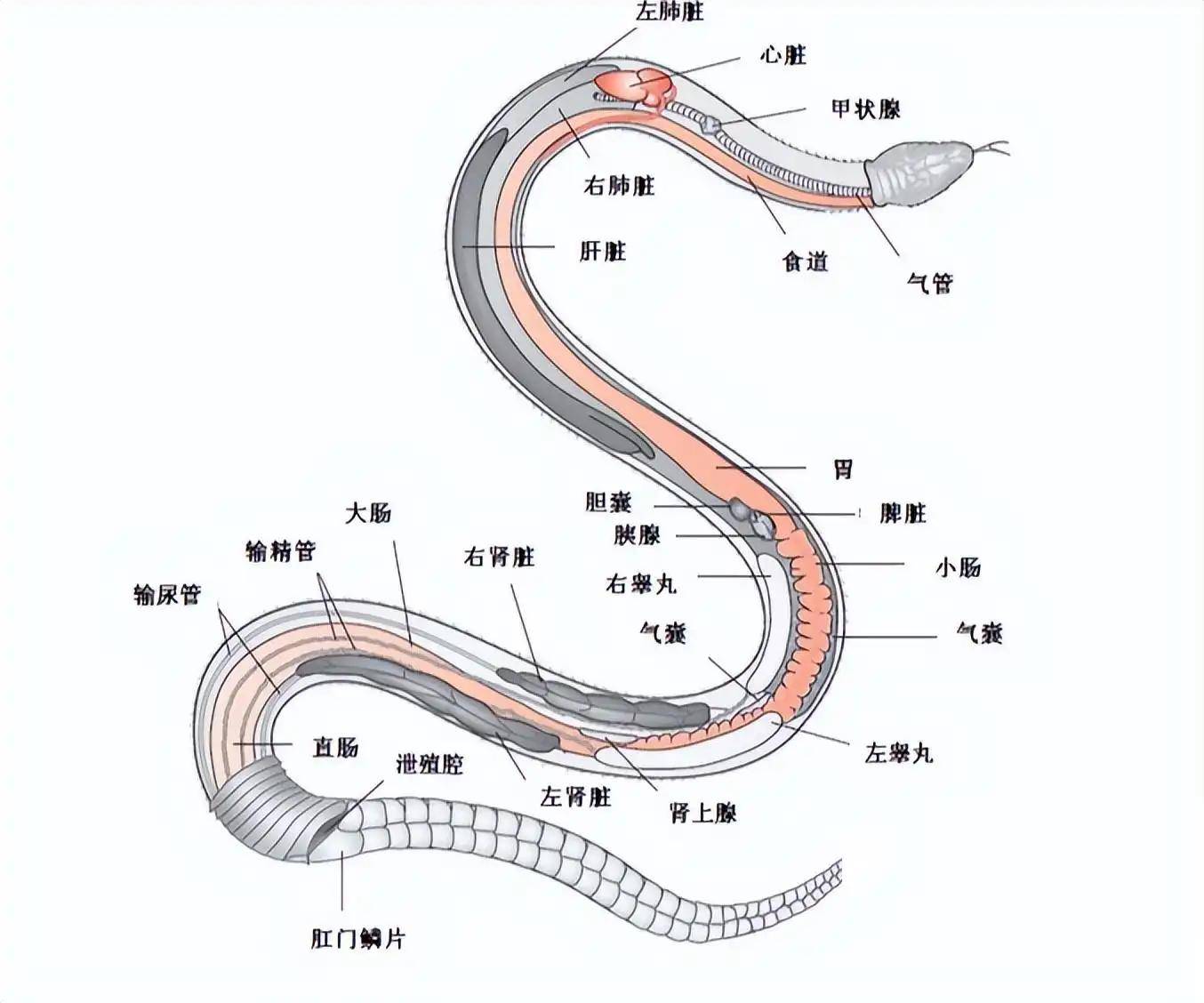 蛇的祖先进化图图片