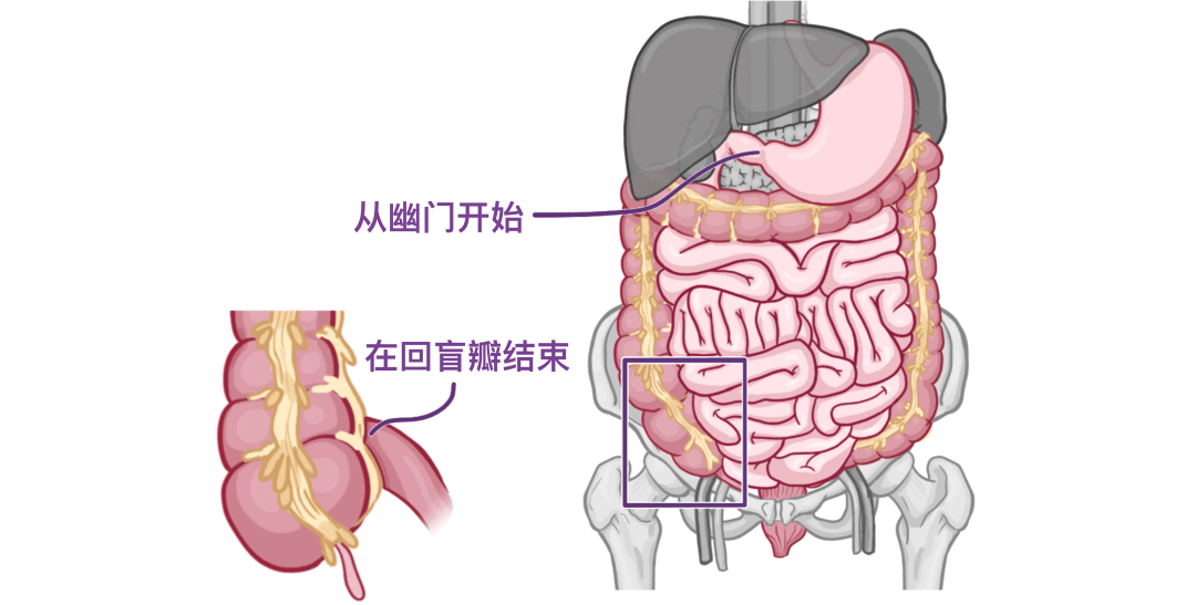 小肠袢图片图片