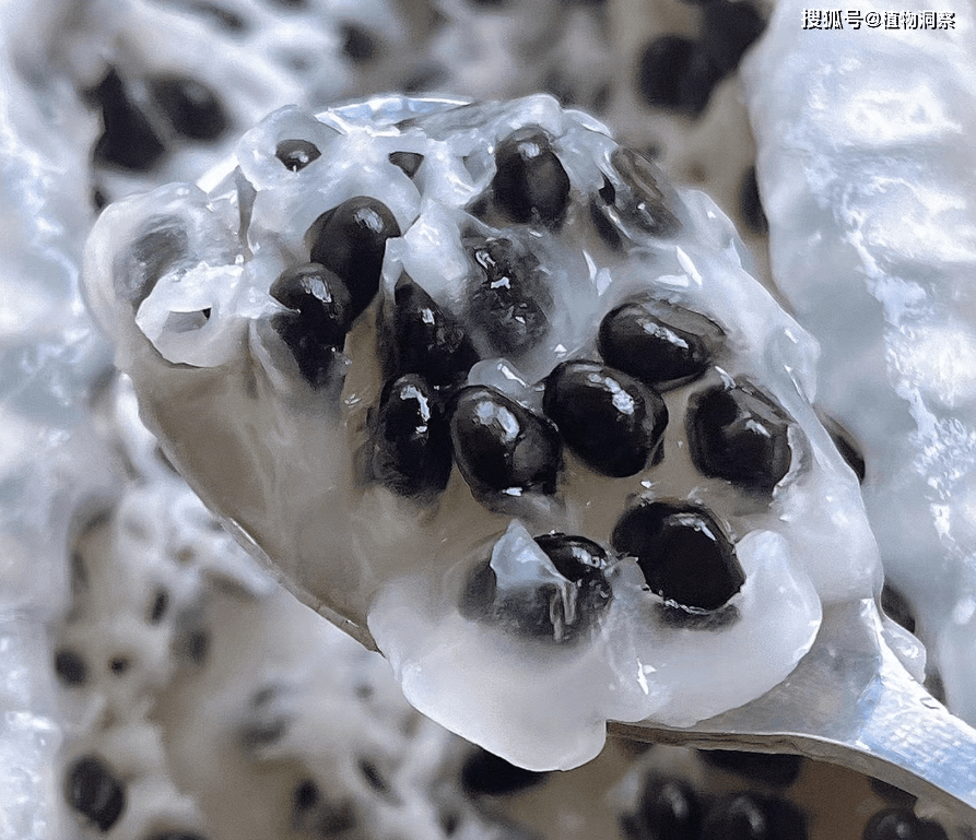 你吃过八月炸这种山野水果吗?喜欢吃八月炸吗?