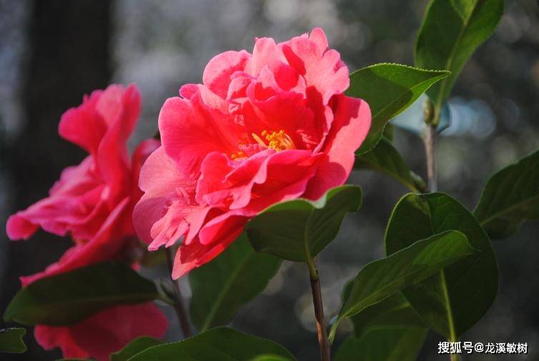 云南昆明金殿古茶花"殿前红",花开似火,红映金殿