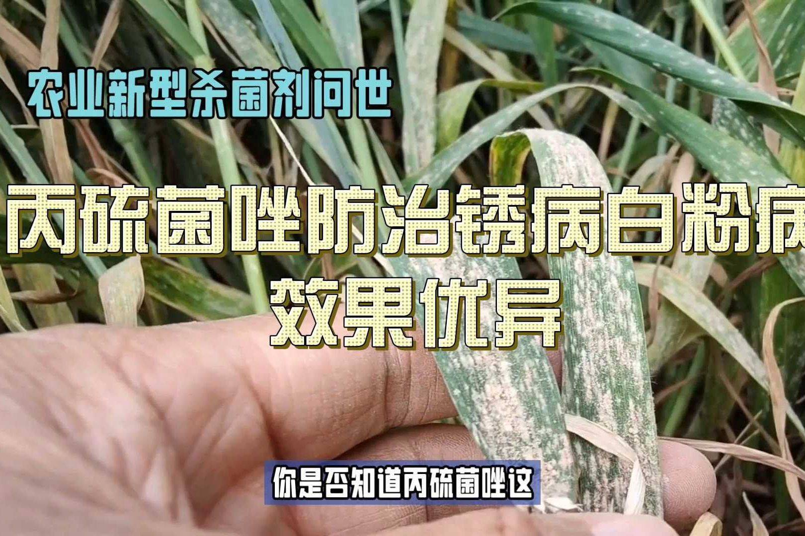 丙硫唑药害图片