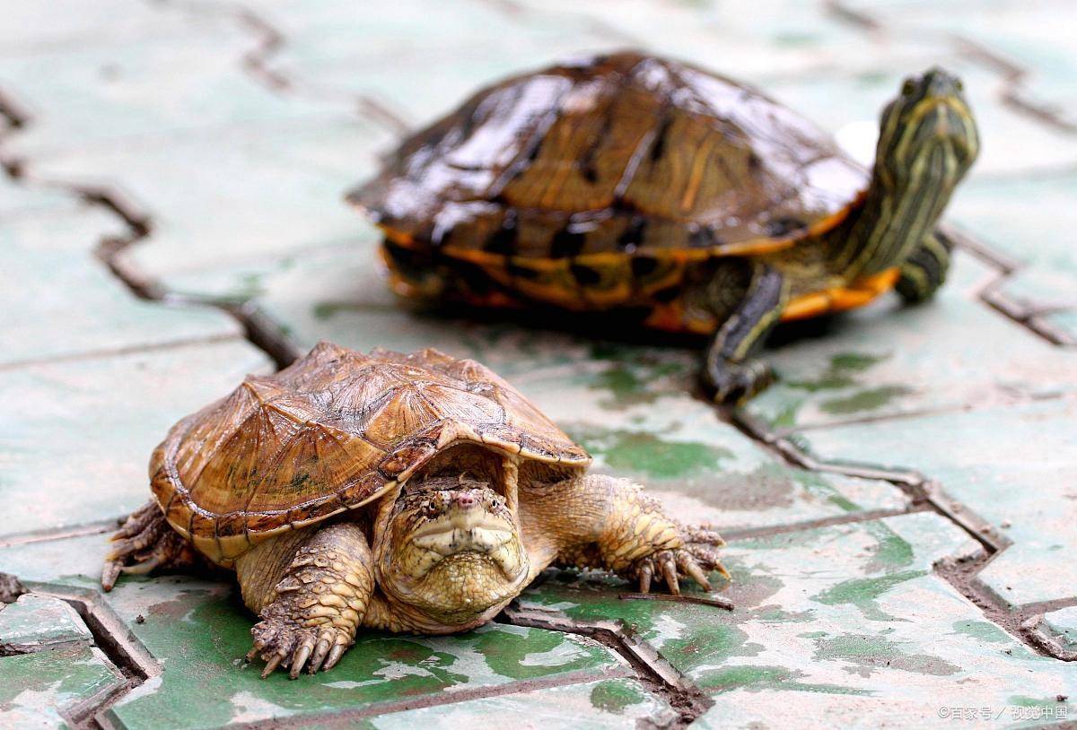 智商爆表！揭秘十大最聪明的龟类，快来看看你家龟龟上榜没？_搜狐网