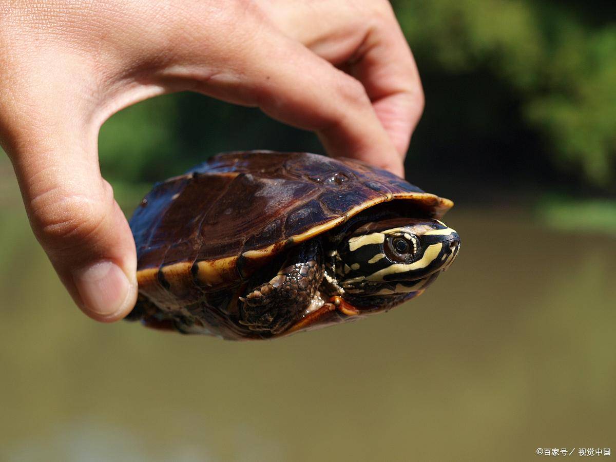 智商爆表！揭秘十大最聪明的龟类，快来看看你家龟龟上榜没？_搜狐网