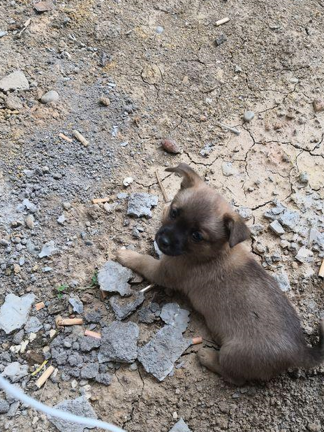 昨天上午我大姨家赶集,正在路上走着看到路边有一只小奶狗,当时还