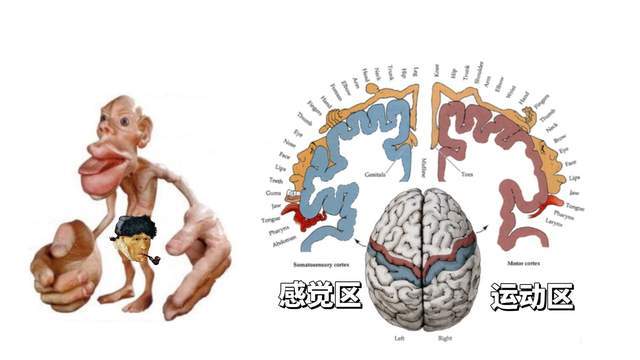 头脑位置图片图片