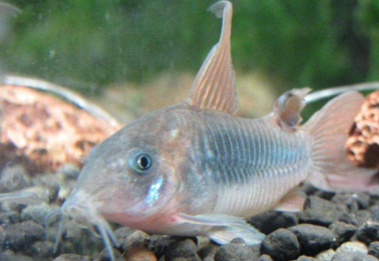 来看看这类亚马逊河流域的观赏鱼怎么混养吧!