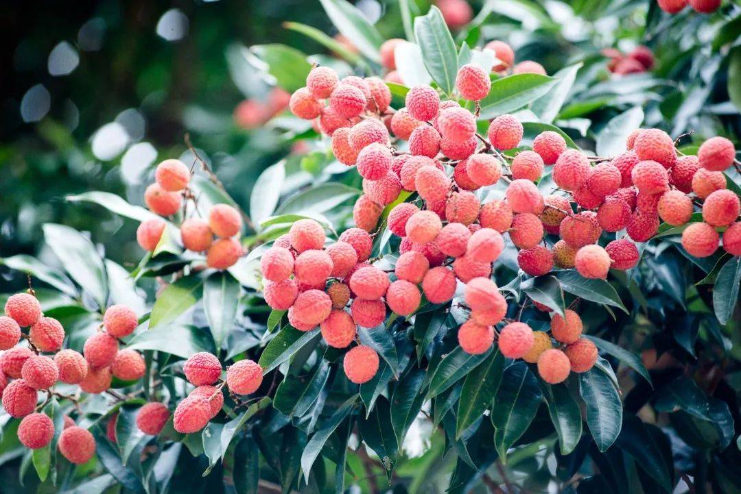 "七朵金花",在廉江特色产业悠然盛开!