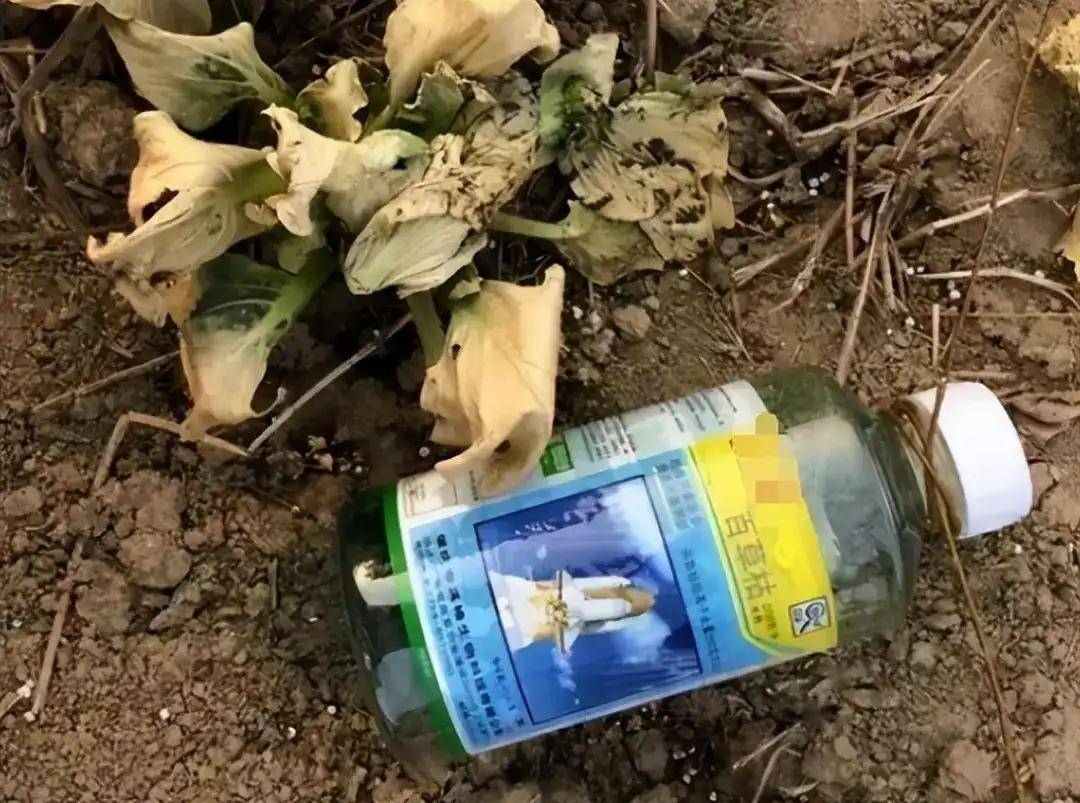 发明它的人知道百草枯没有解药吗?