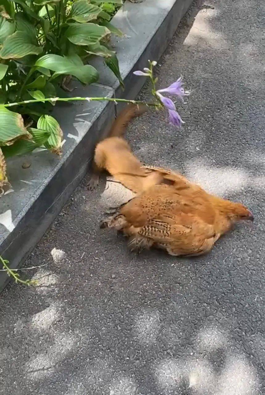 辽宁:男子看到一只鸡在挣扎,跑过去一看:大白天的,胆子真大_黄鼠狼