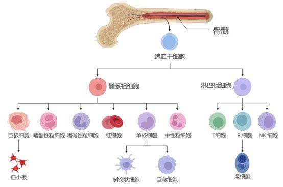 衰老加速的幕后推手居然是它?