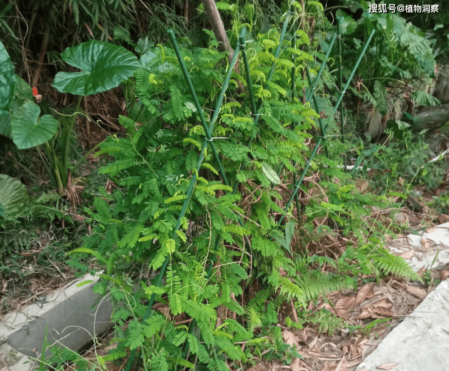 鸡骨香树木图片