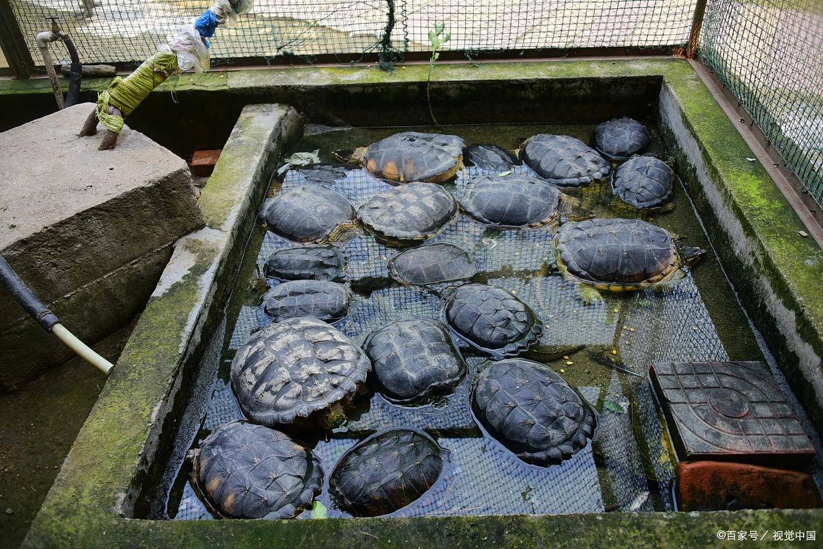 养龟是"穷三代"还是"富三代"?