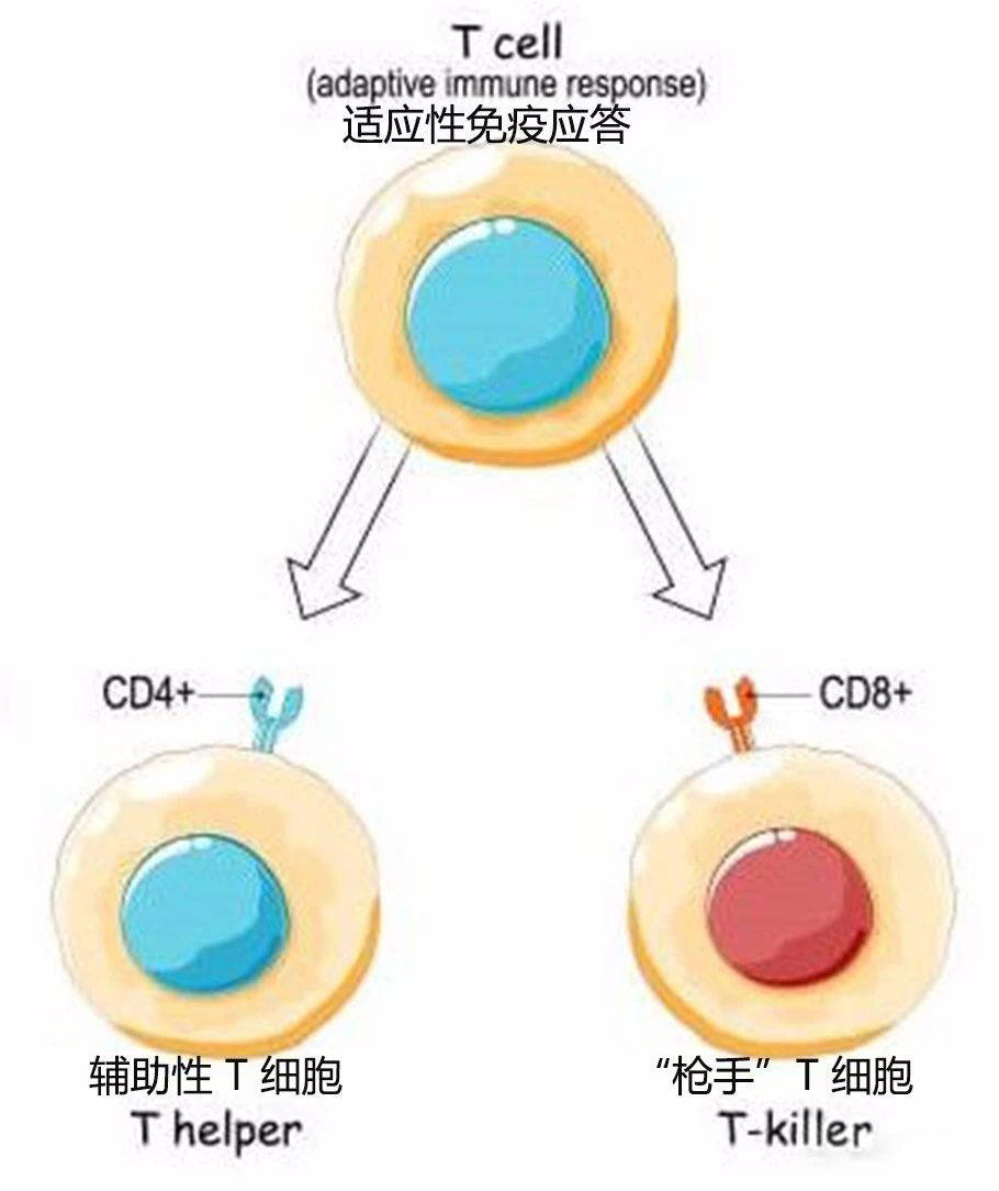 t细胞动画图片