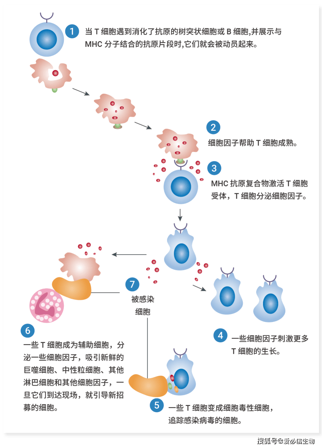 一图看懂免疫组化结果图片