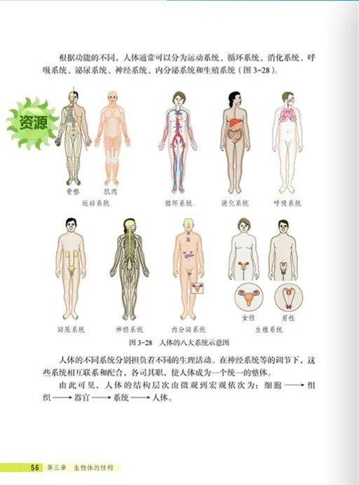 生物课本女性部位男女图片