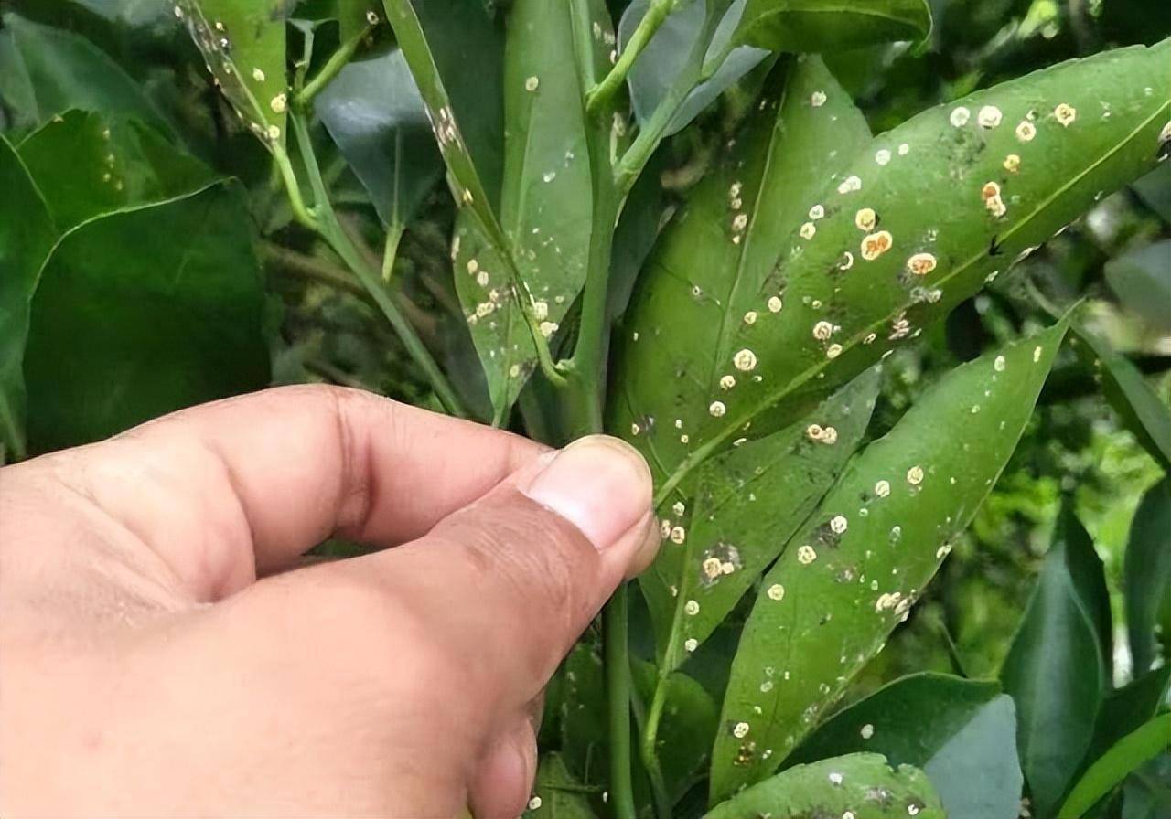 秋季柑橘粉虱防治措施