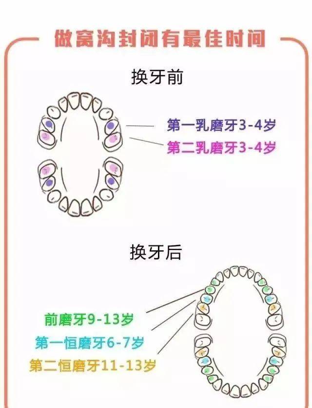 六龄齿生长过程图片