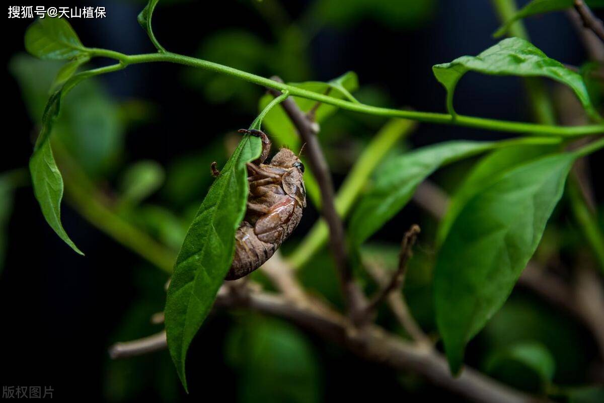 金蝉几点去抓合适_搜狐网