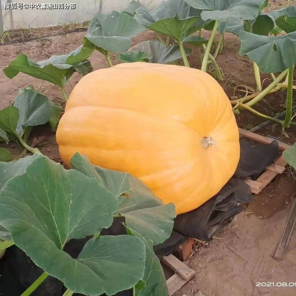 预售开启 | 中农富神巨型南瓜惊艳亮相!