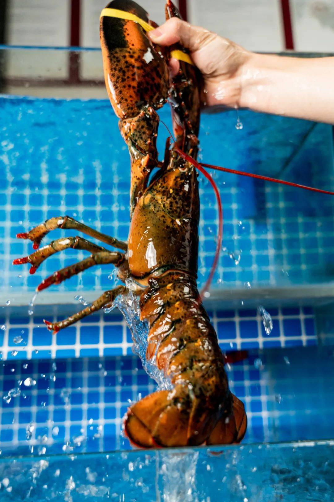 「美国龙虾」爱好者不可错过的年度五星级定制套餐!笋哦!