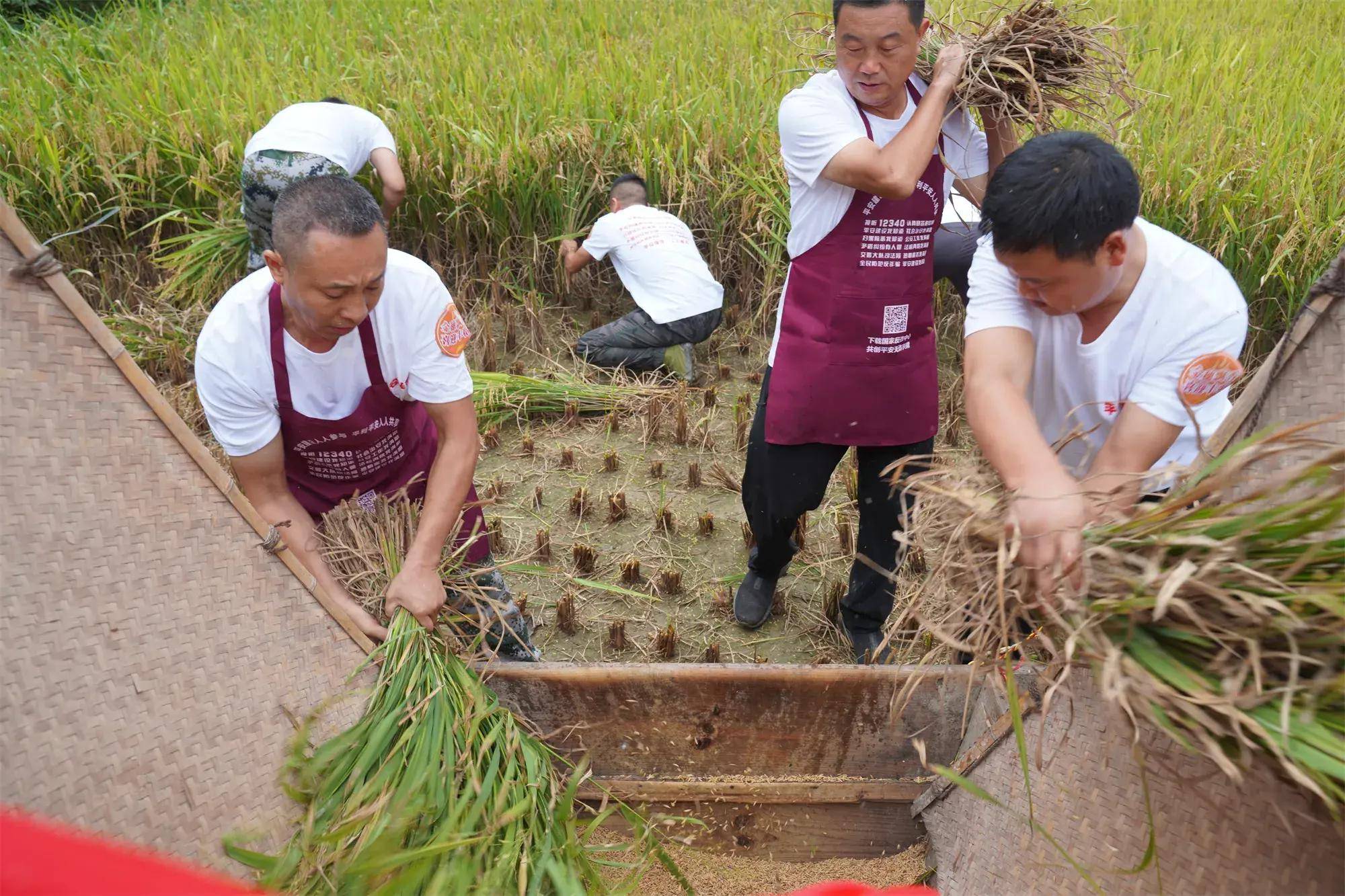 陕南平利遍野铺金,稻谷进入秋收季