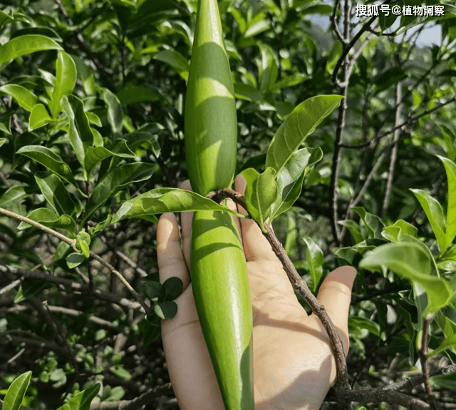这植物果实像羊角,俗称"羊角拗",有大毒,人畜不可食,遇到远离!