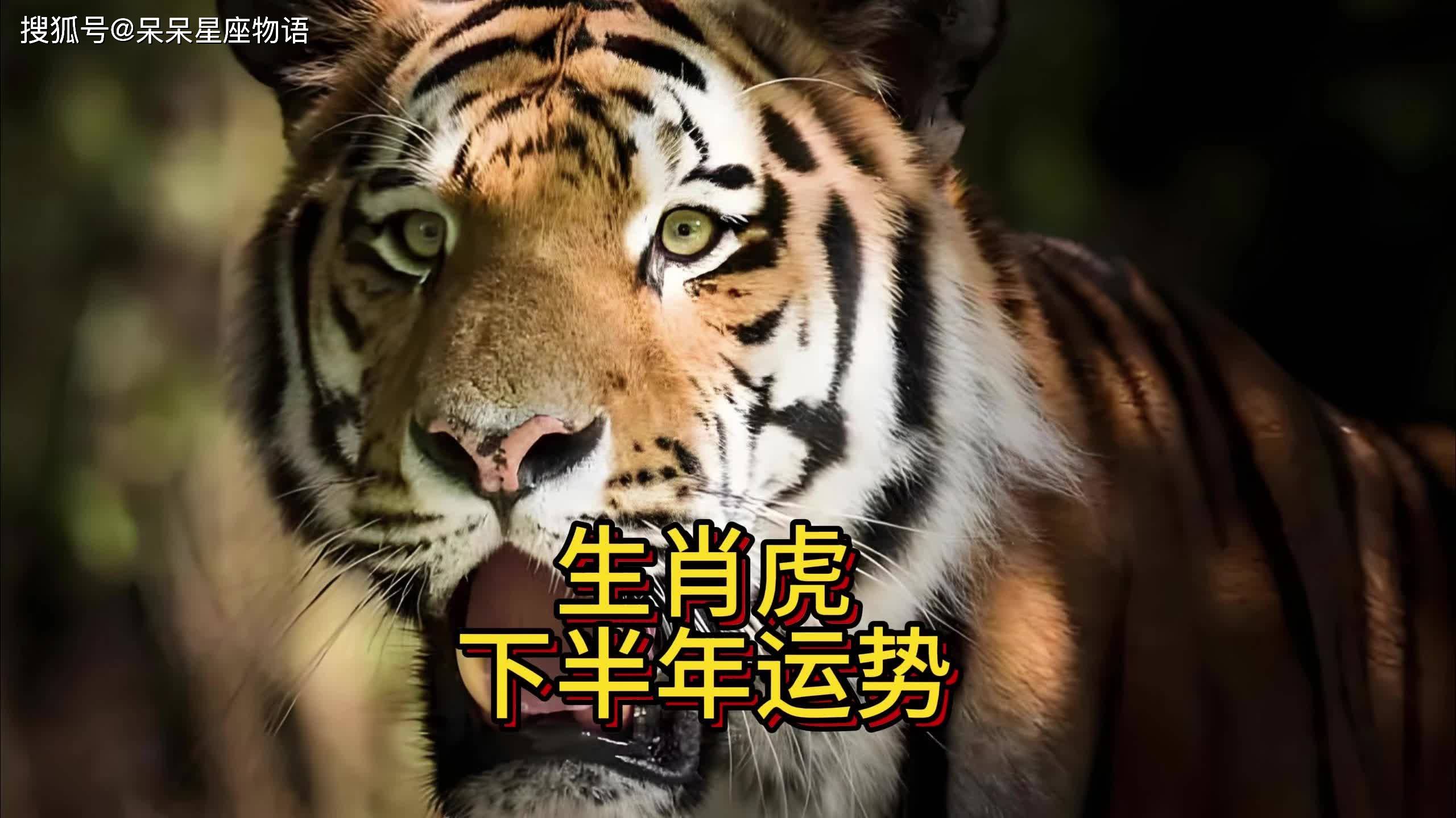 生肖虎养猪好吗(属虎人搞养殖行不)