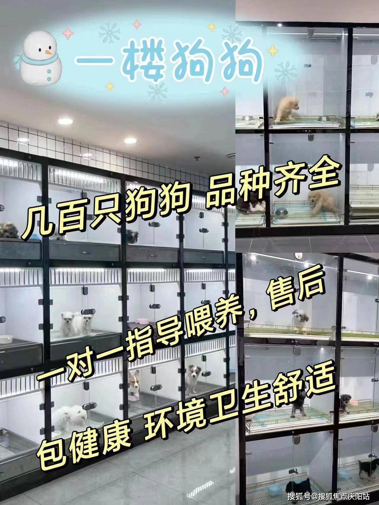 柯基犬价位一般多少钱图片