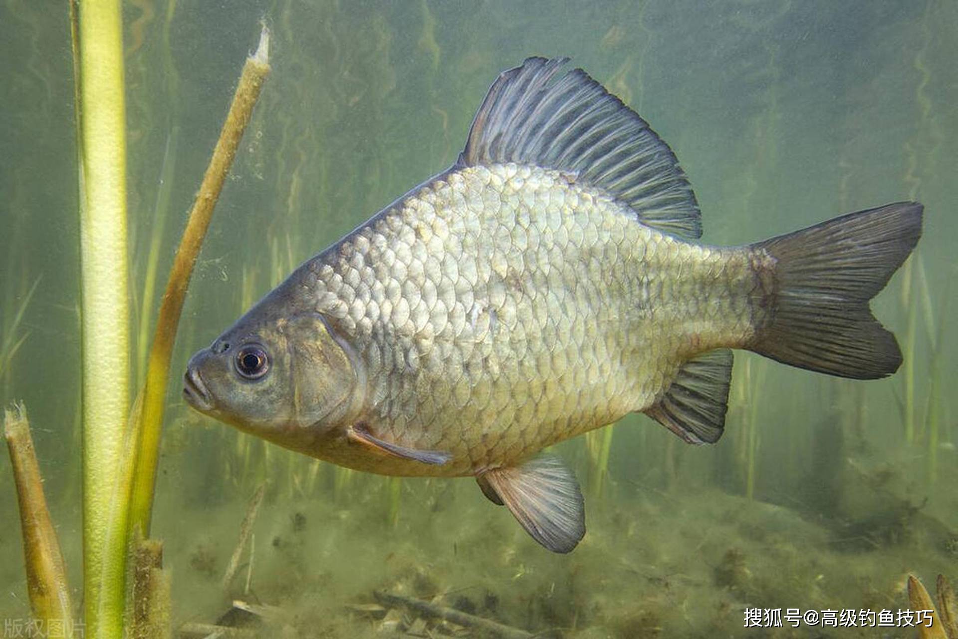 秋季如何钓鳊鱼?秋季钓鳊鱼的最佳方法