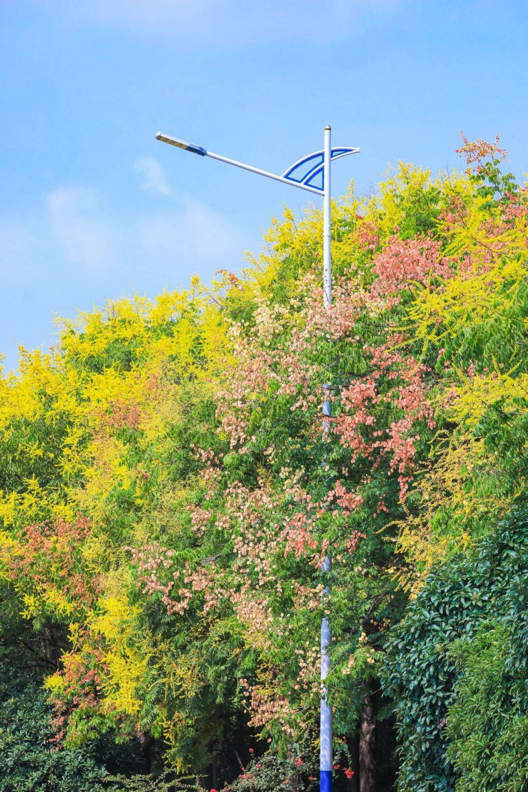 快来赏秋!鲁南制药秋韵如画,叠翠流金