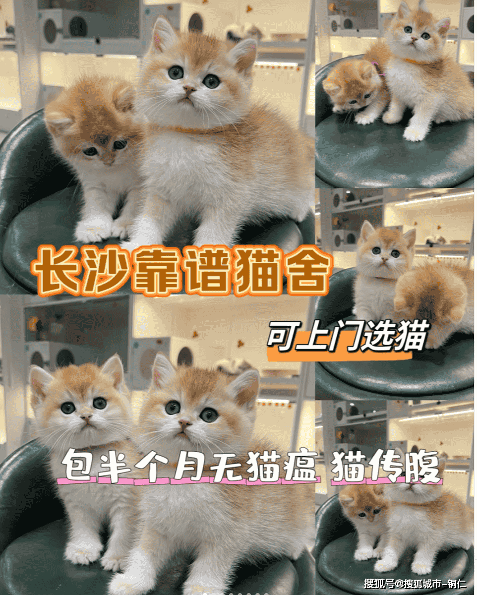 怎么买猫便宜图片