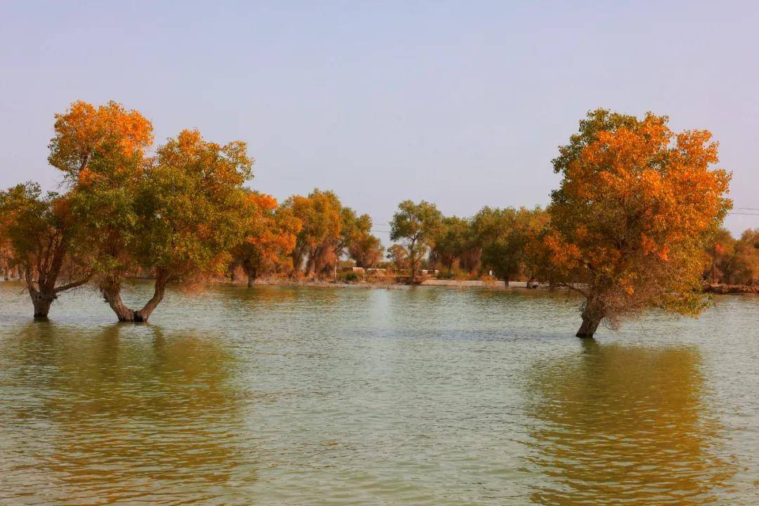 看点十足 沙雅县举行第十四次胡杨文化系列活动新闻发布会