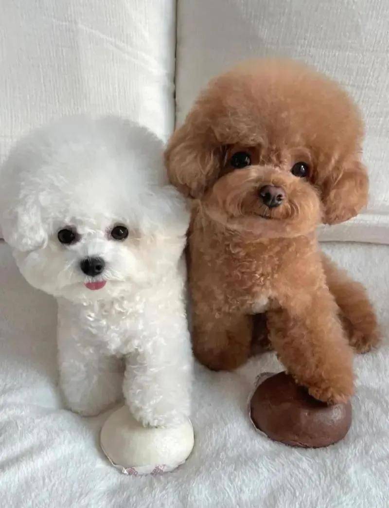 养狗能改命”，这可不是瞎说，是有说法的，养黑狗就是其中一种！_搜狐网, image size:800x1044