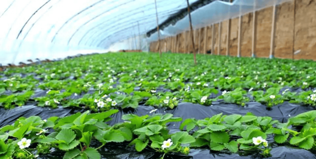 附近有草莓苗基地吗