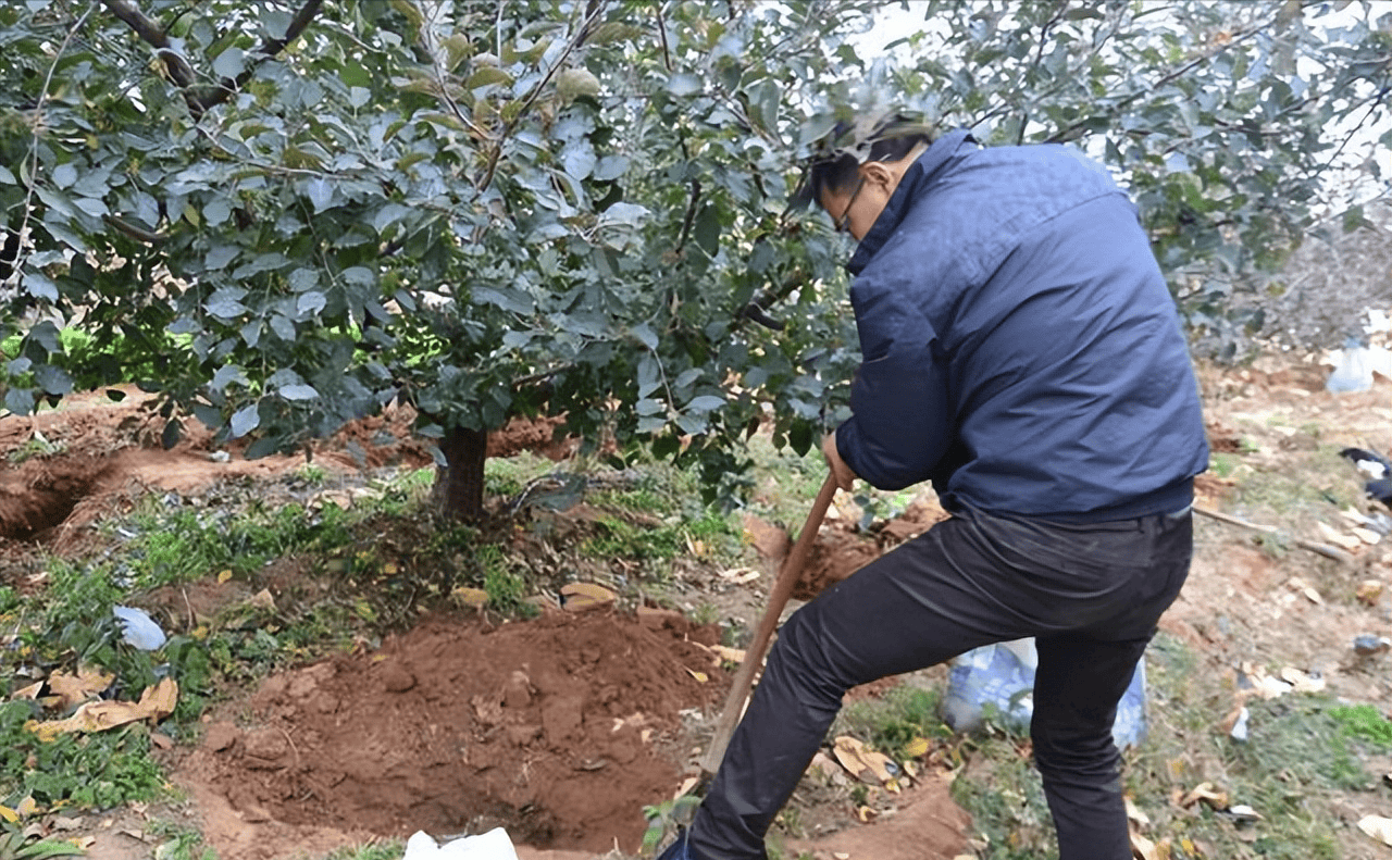 苹果树施基肥六注意