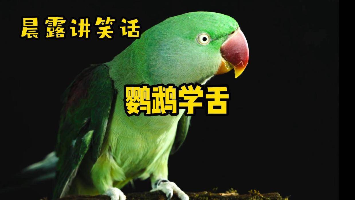 晨露讲笑话鹦鹉学舌