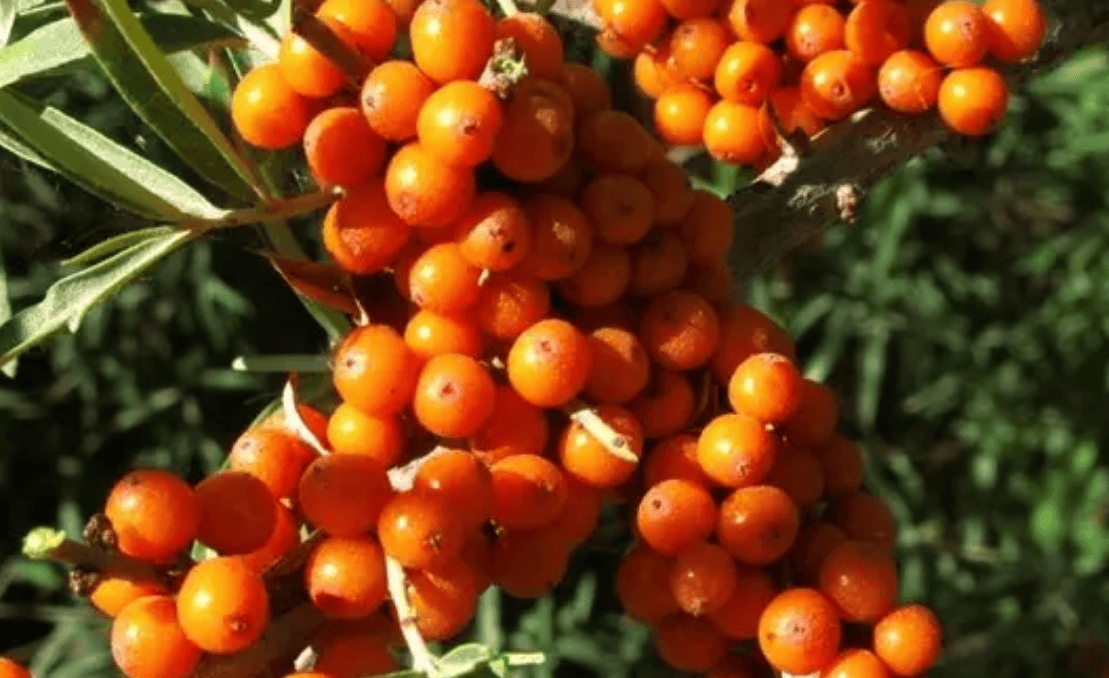 通便的水果第一名,这天然"肠道清道夫",你吃对了吗?