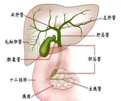 胆汁循环途径解剖图图片