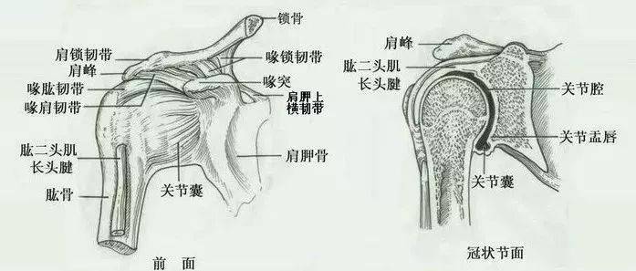 肱骨手绘简易图图片