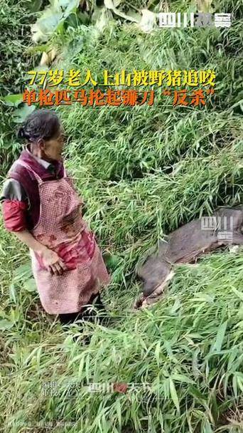 77岁老太被野猪咬伤后将其反杀 网友：佩服老人的英勇！-野猪咬死人新闻